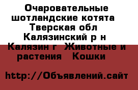 Очаровательные шотландские котята - Тверская обл., Калязинский р-н, Калязин г. Животные и растения » Кошки   